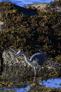 Cumbria wildlife photographs by Betty Fold Gallery